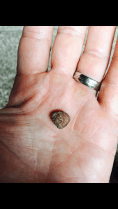 Exhibit 1. The rock aka circumstantial evidence.